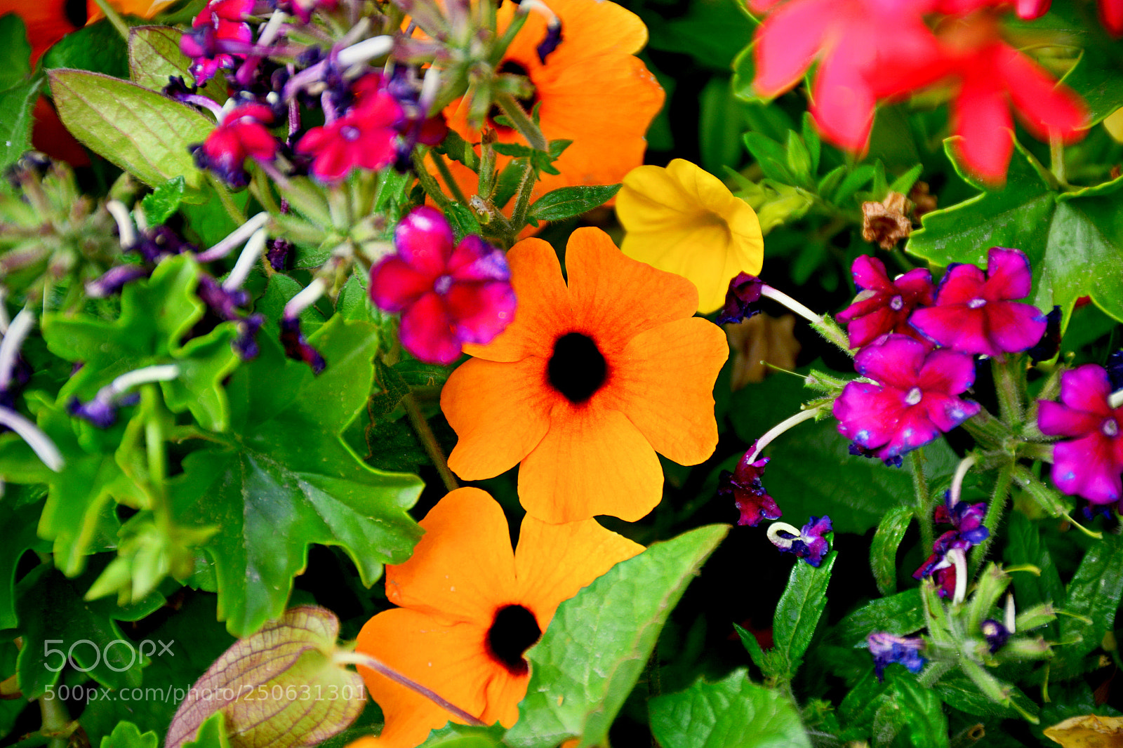 Nikon D7100 sample photo. Winter park garden photography