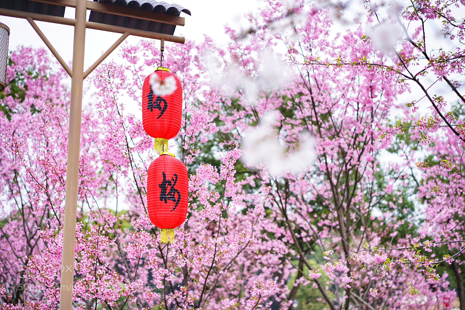 Sony a7 II sample photo. Spring photography