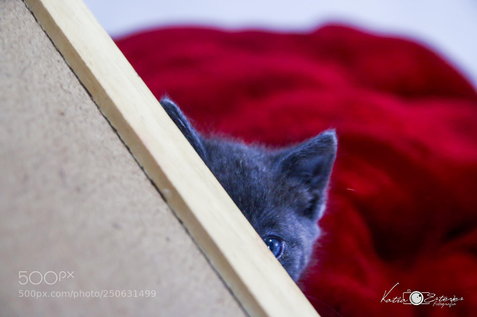 Canon EOS 70D sample photo. Untitled photography