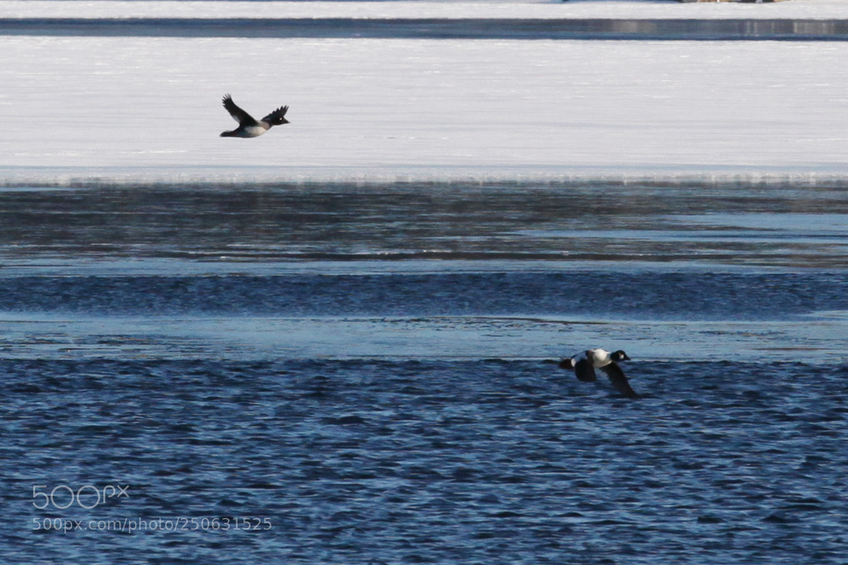 Canon EOS 5D Mark II sample photo. When snow melts photography