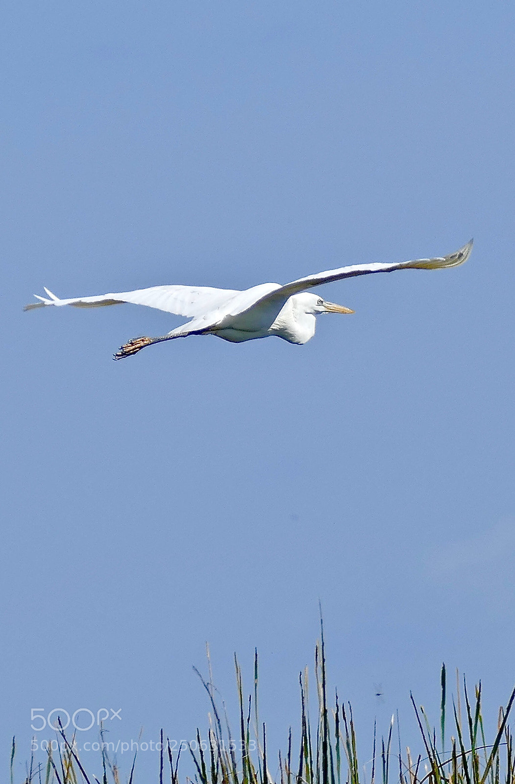 Panasonic Lumix DMC-FZ1000 sample photo. Florida bird in flight  photography