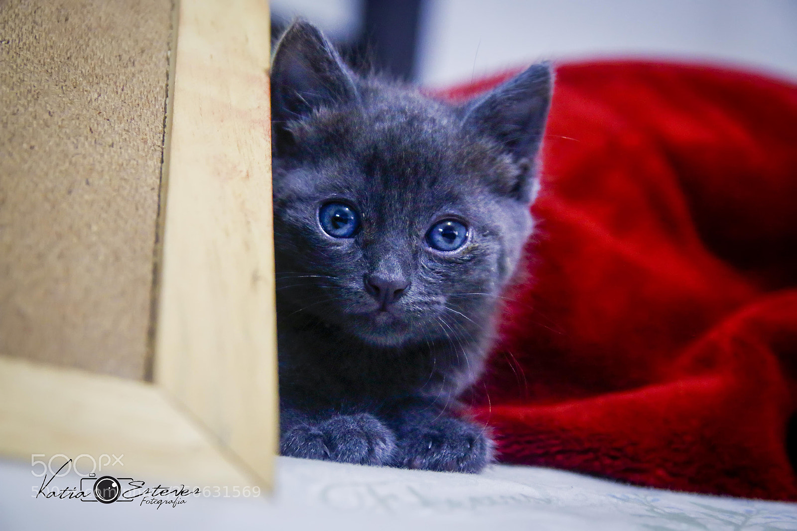 Canon EOS 70D sample photo. Untitled photography