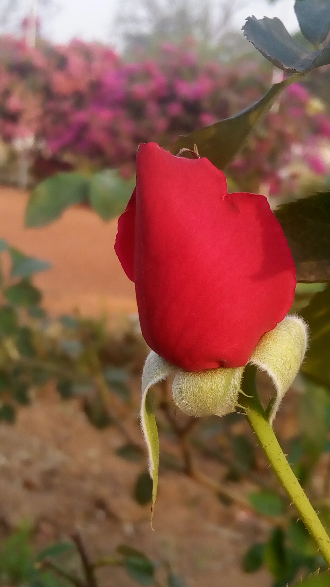 Lenovo VIBE X3 LITE sample photo. Rose bud photography