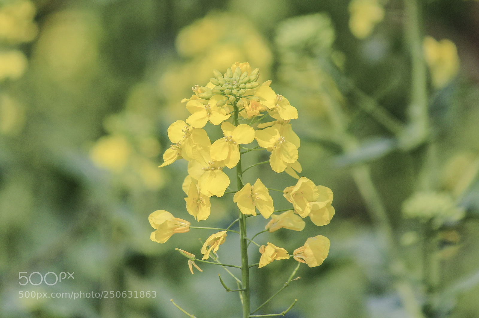 Canon EOS 600D (Rebel EOS T3i / EOS Kiss X5) sample photo. Flower3 photography