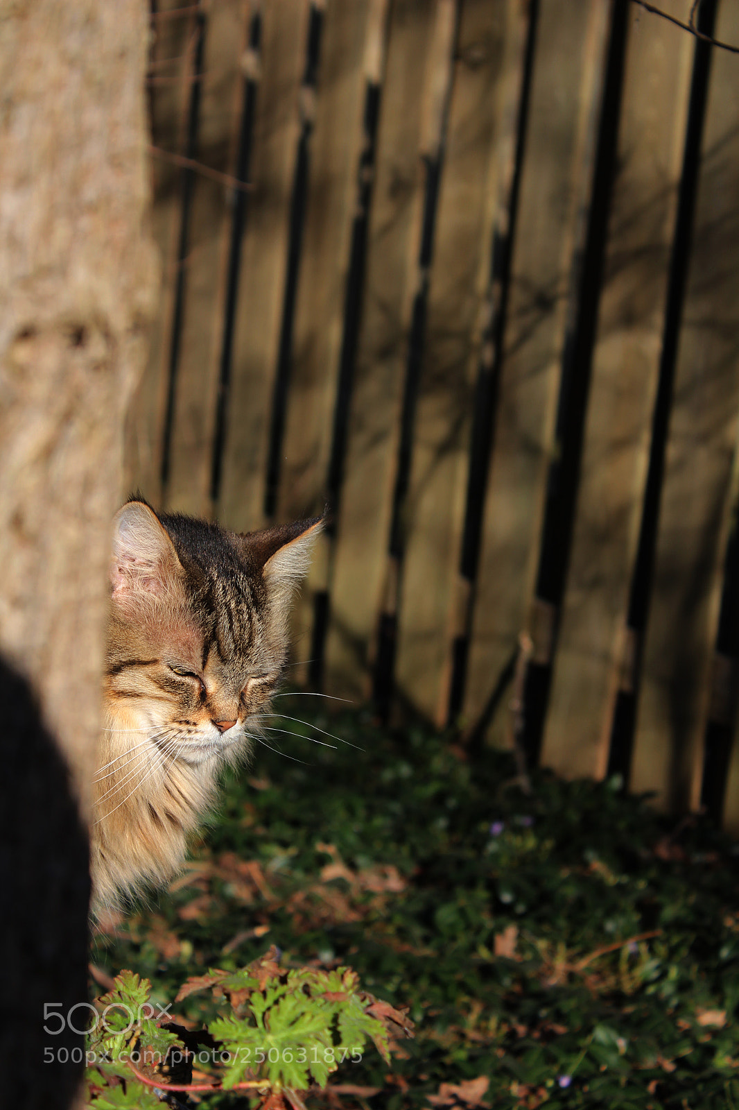 Canon EOS 1200D (EOS Rebel T5 / EOS Kiss X70 / EOS Hi) sample photo. Tiny hunter photography