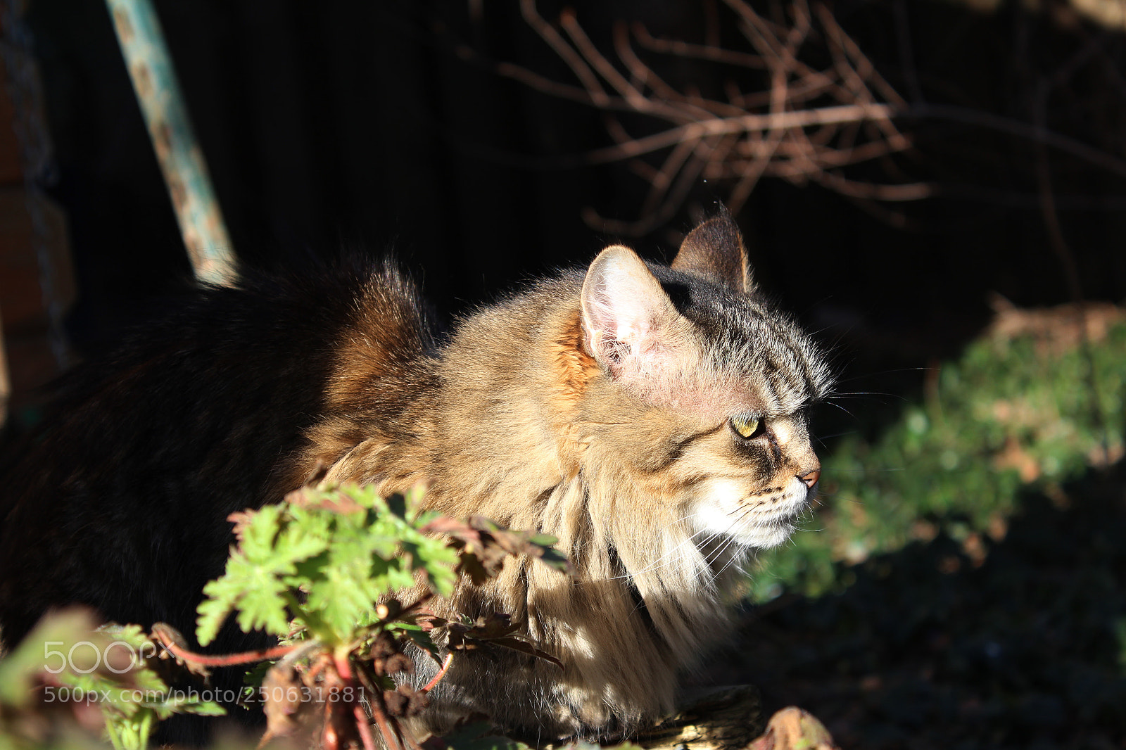 Canon EOS 1200D (EOS Rebel T5 / EOS Kiss X70 / EOS Hi) sample photo. Tiny hunter photography