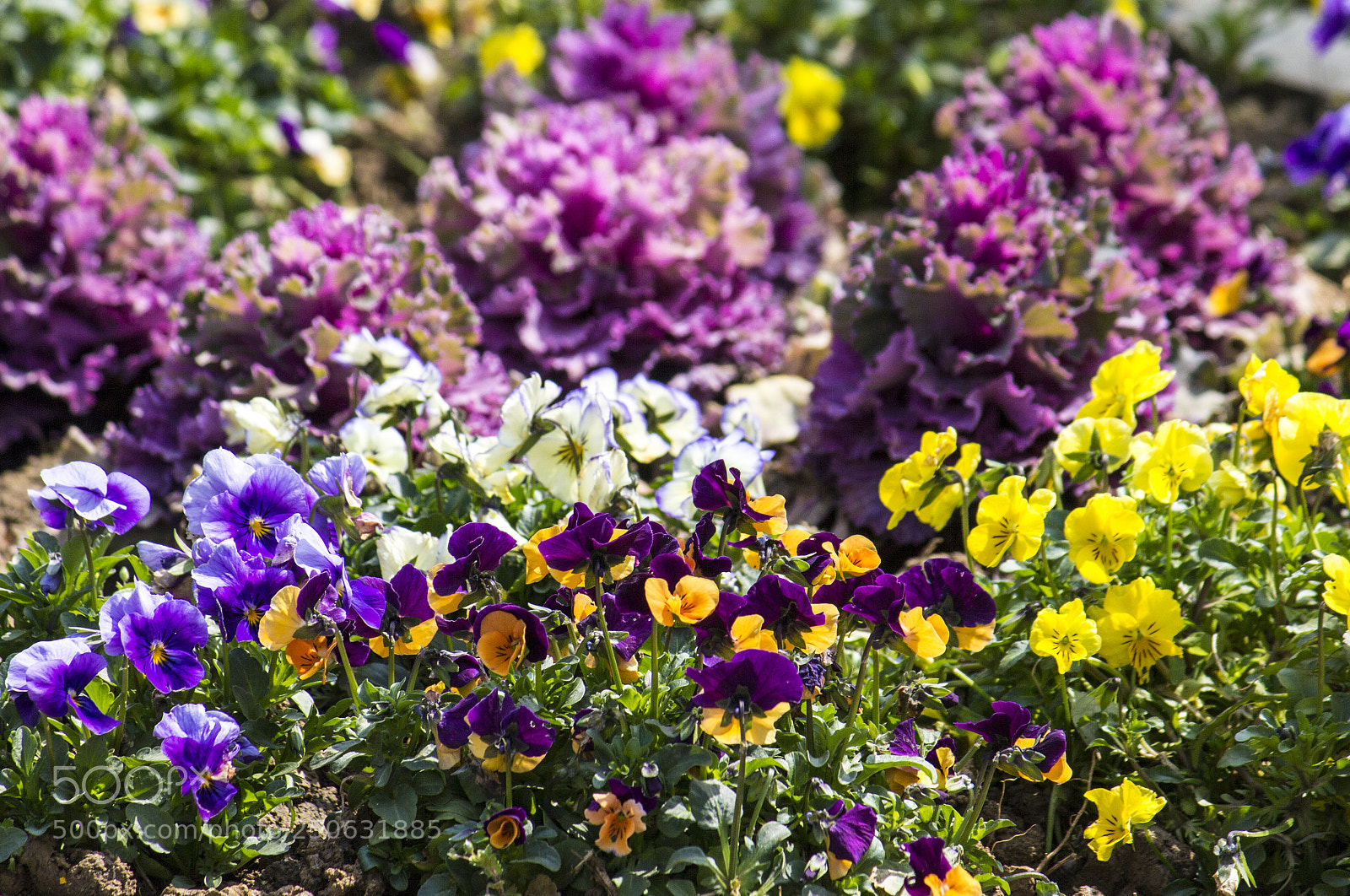 Canon EOS 600D (Rebel EOS T3i / EOS Kiss X5) sample photo. Flower4 photography