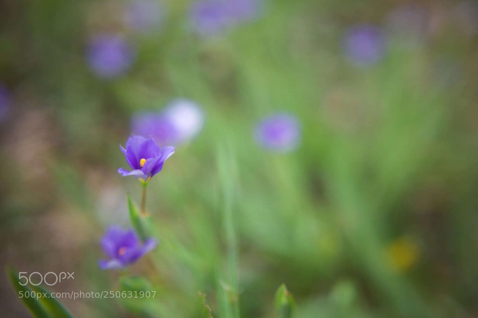 Canon EOS 5D Mark II sample photo. ^18*03{24} photography