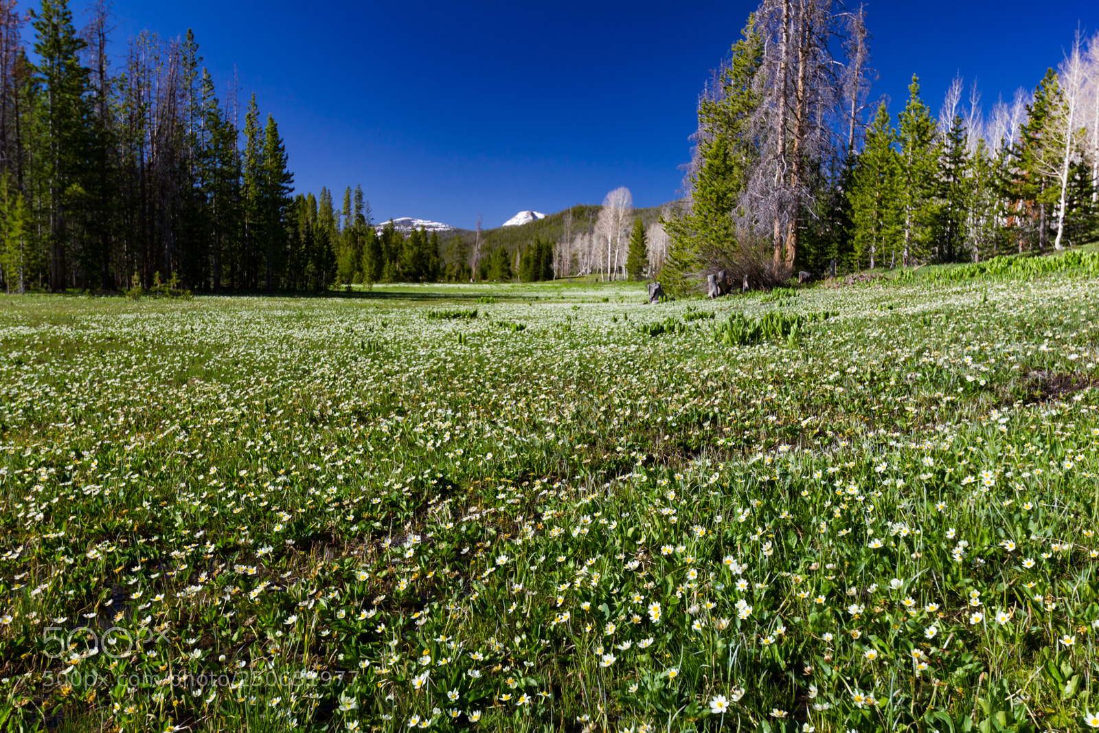Canon EOS 550D (EOS Rebel T2i / EOS Kiss X4) sample photo. Spring in the mountains photography