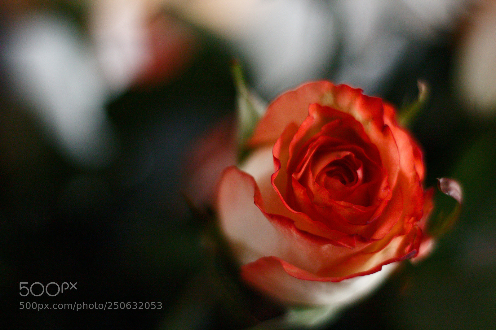 Canon EOS 1200D (EOS Rebel T5 / EOS Kiss X70 / EOS Hi) sample photo. Untitled photography