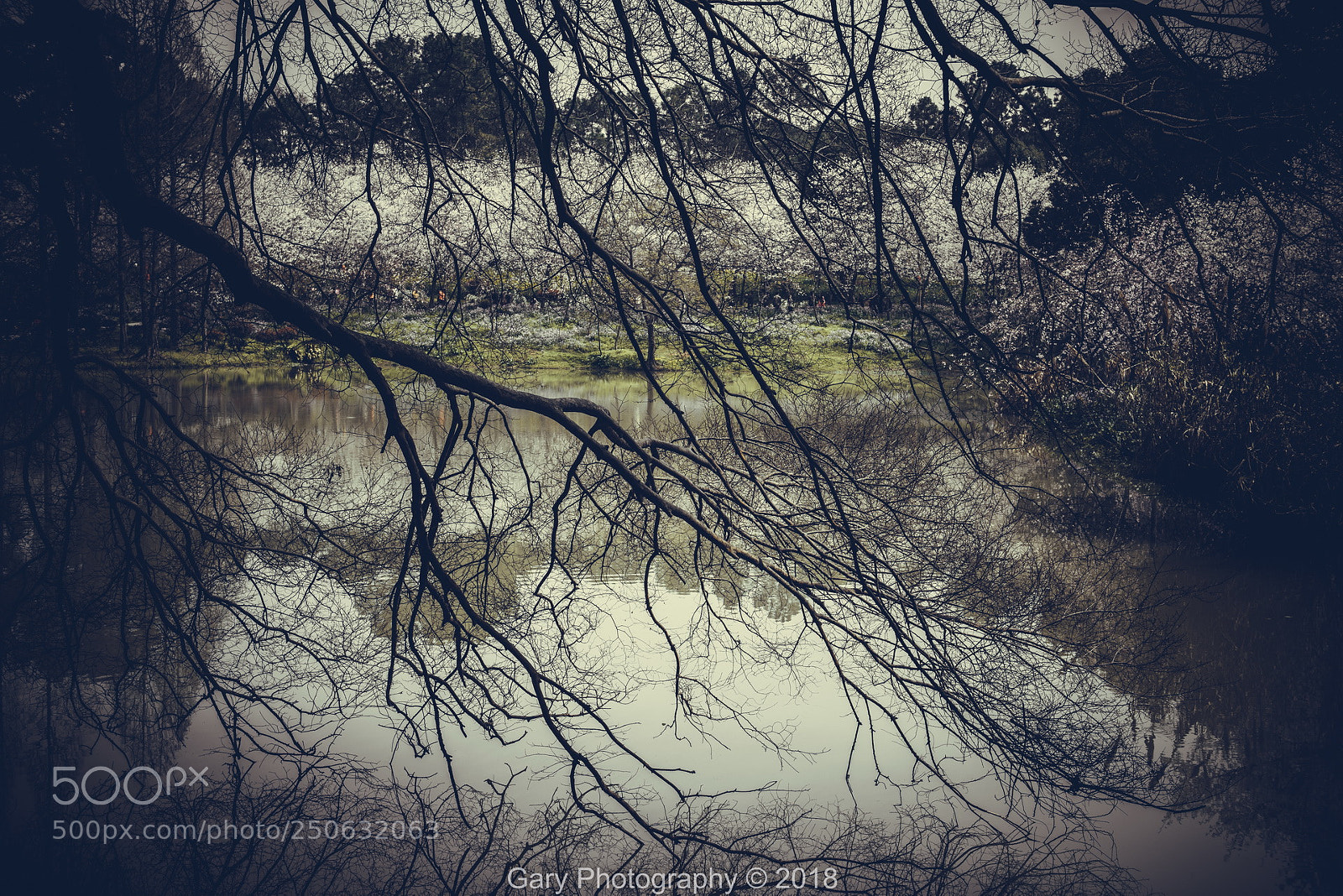 Nikon D810 sample photo. 春归 photography