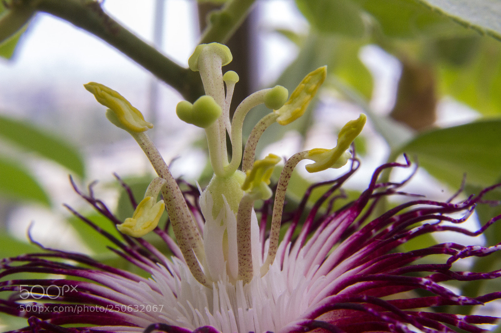 Canon EOS 600D (Rebel EOS T3i / EOS Kiss X5) sample photo. Passion flower 2 photography