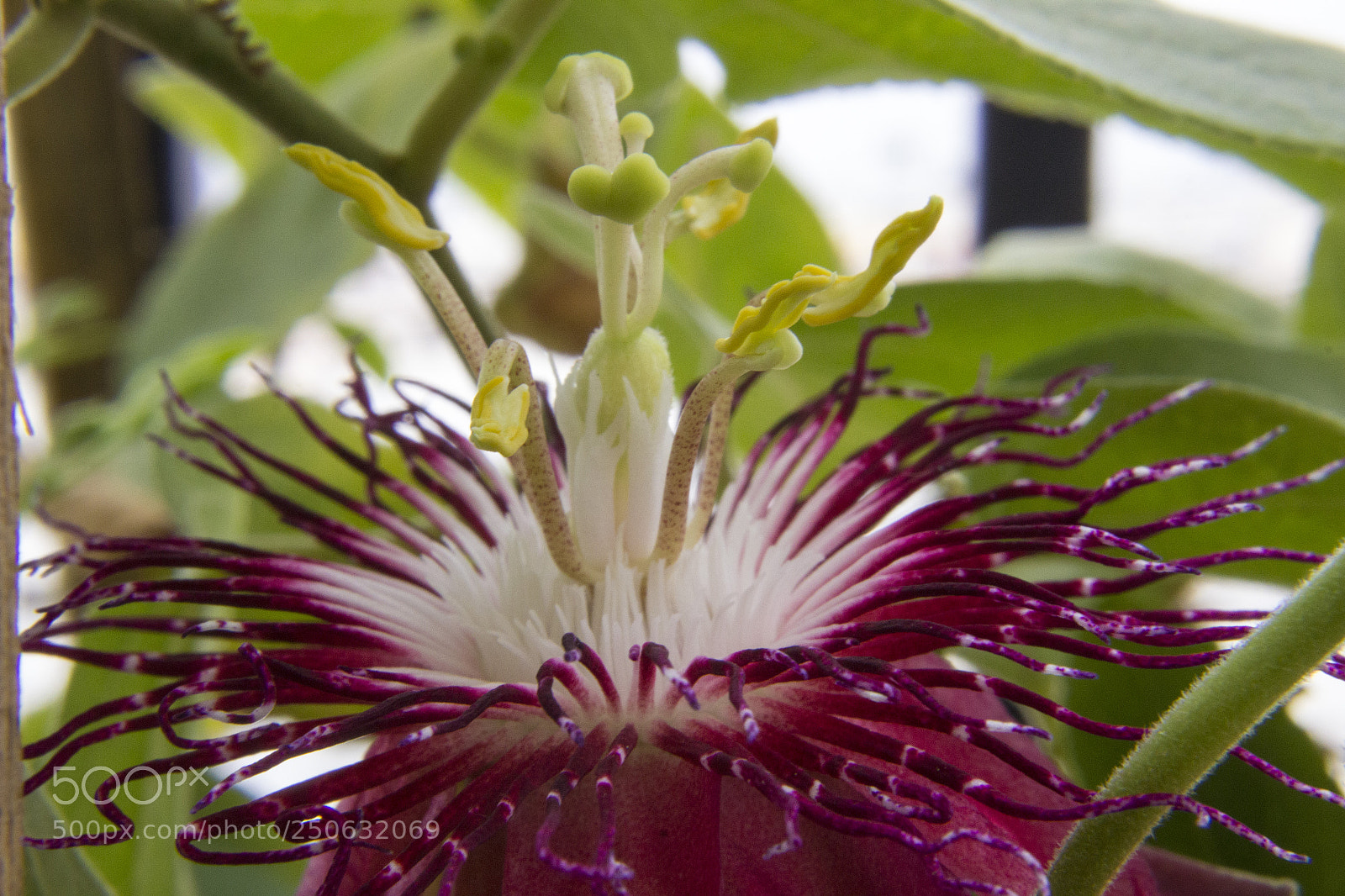 Canon EOS 600D (Rebel EOS T3i / EOS Kiss X5) sample photo. Passion flower 1 photography