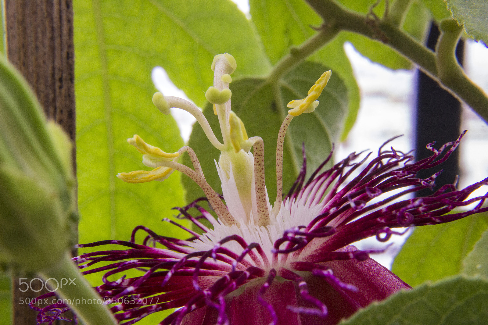 Canon EOS 600D (Rebel EOS T3i / EOS Kiss X5) sample photo. Passion flower 3 photography
