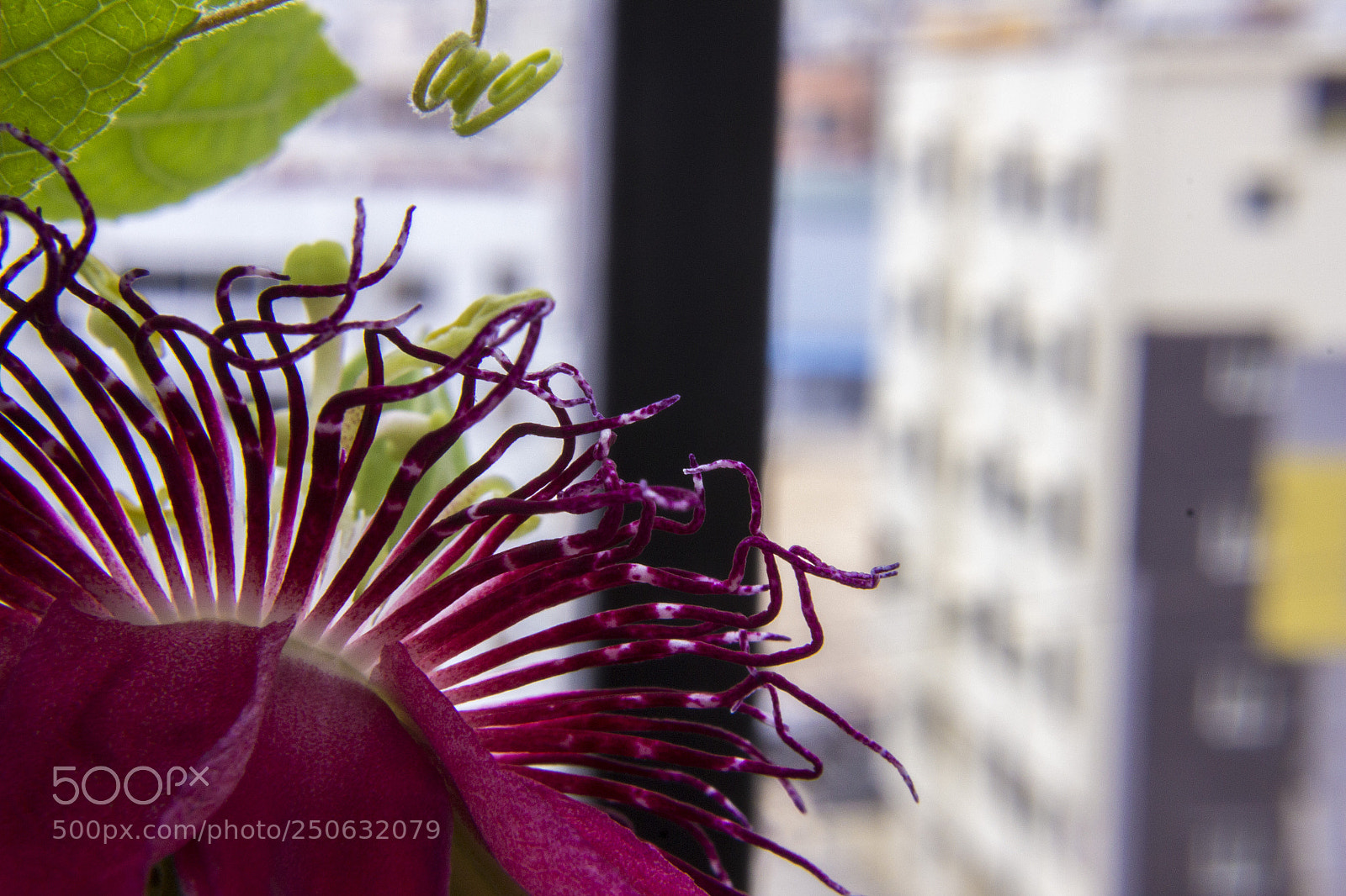 Canon EOS 600D (Rebel EOS T3i / EOS Kiss X5) sample photo. Passion flower 4 photography