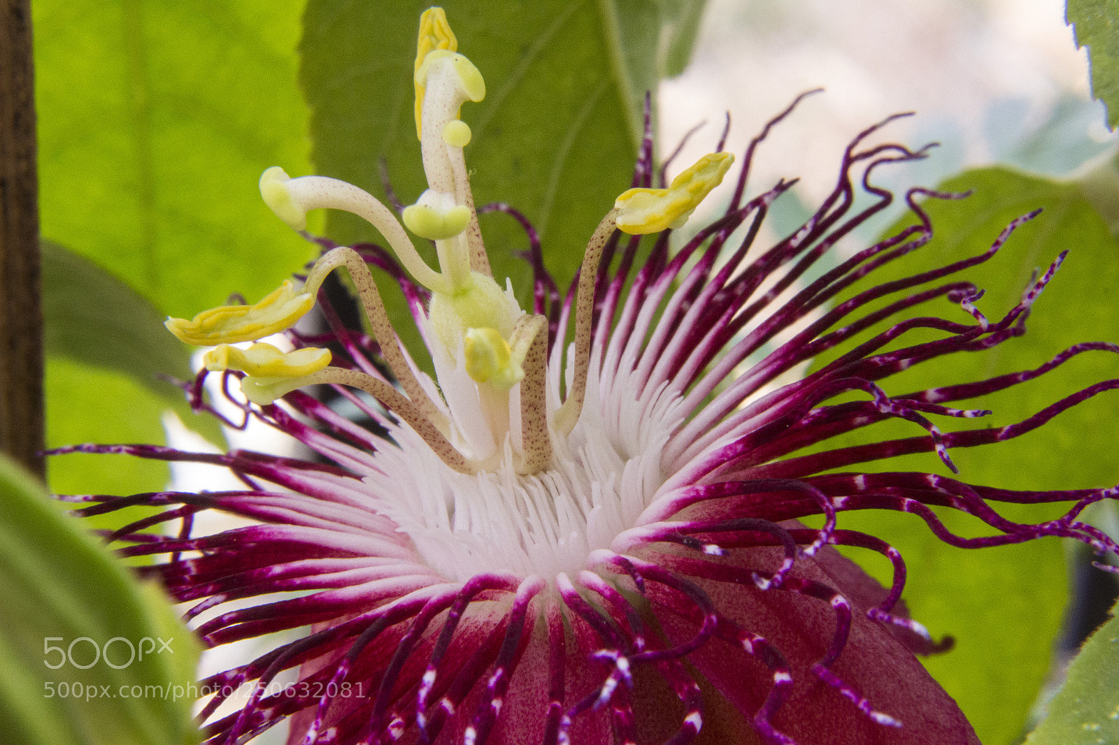 Canon EOS 600D (Rebel EOS T3i / EOS Kiss X5) sample photo. Passion flower 5 photography