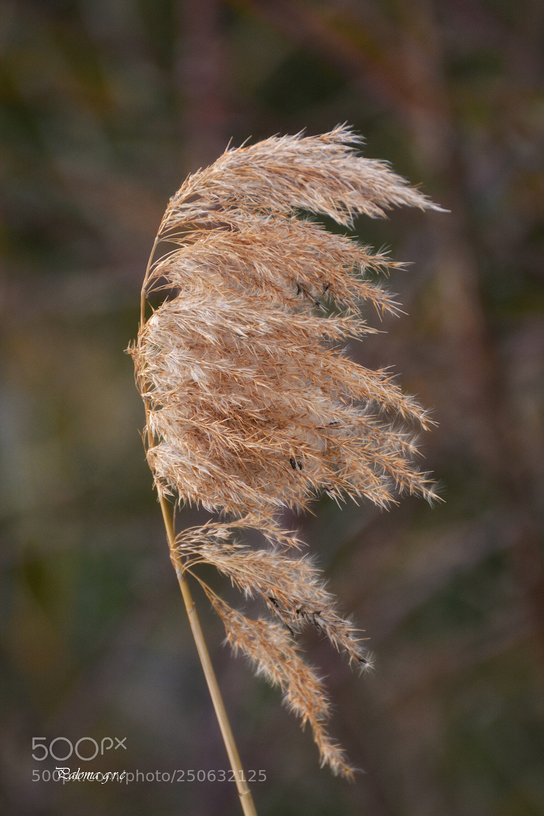 Nikon D5200 sample photo. Wind photography