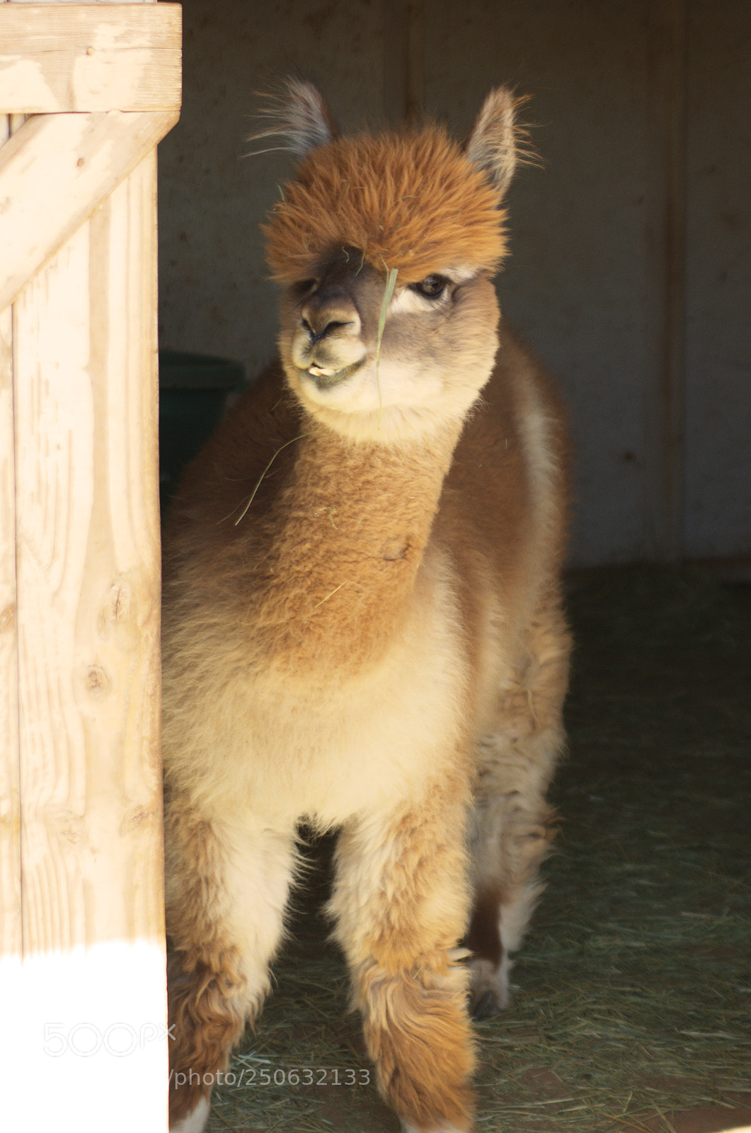Nikon D5100 sample photo. Baby alpaca photography