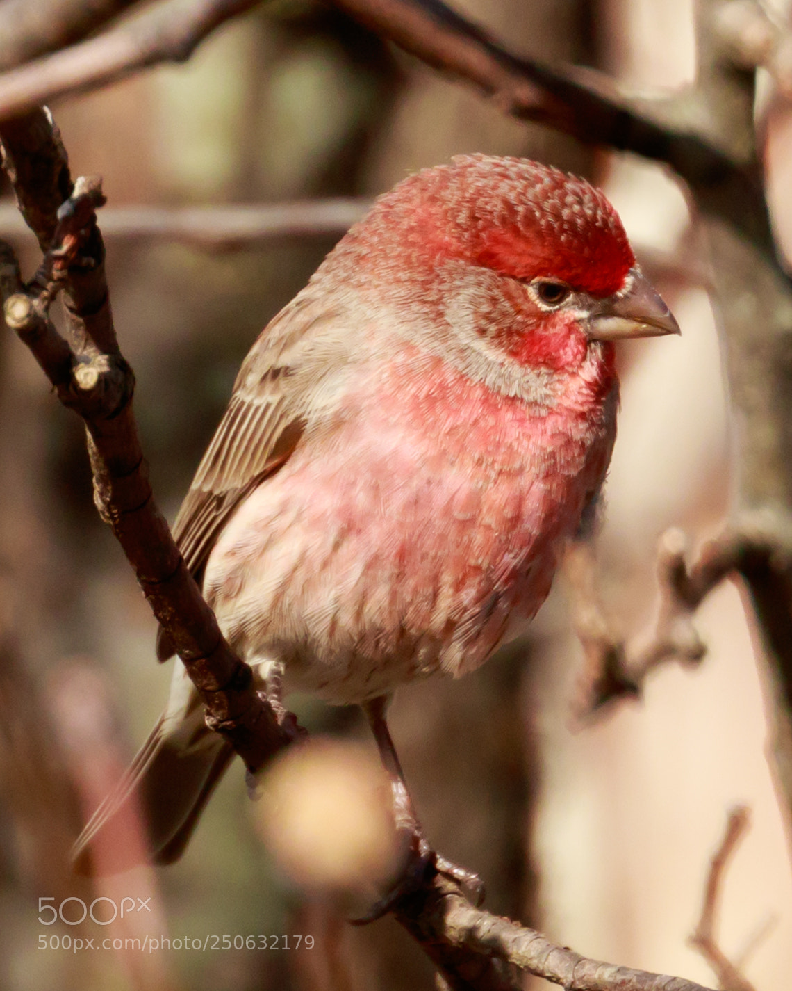 Canon EOS 7D Mark II sample photo. Finch photography