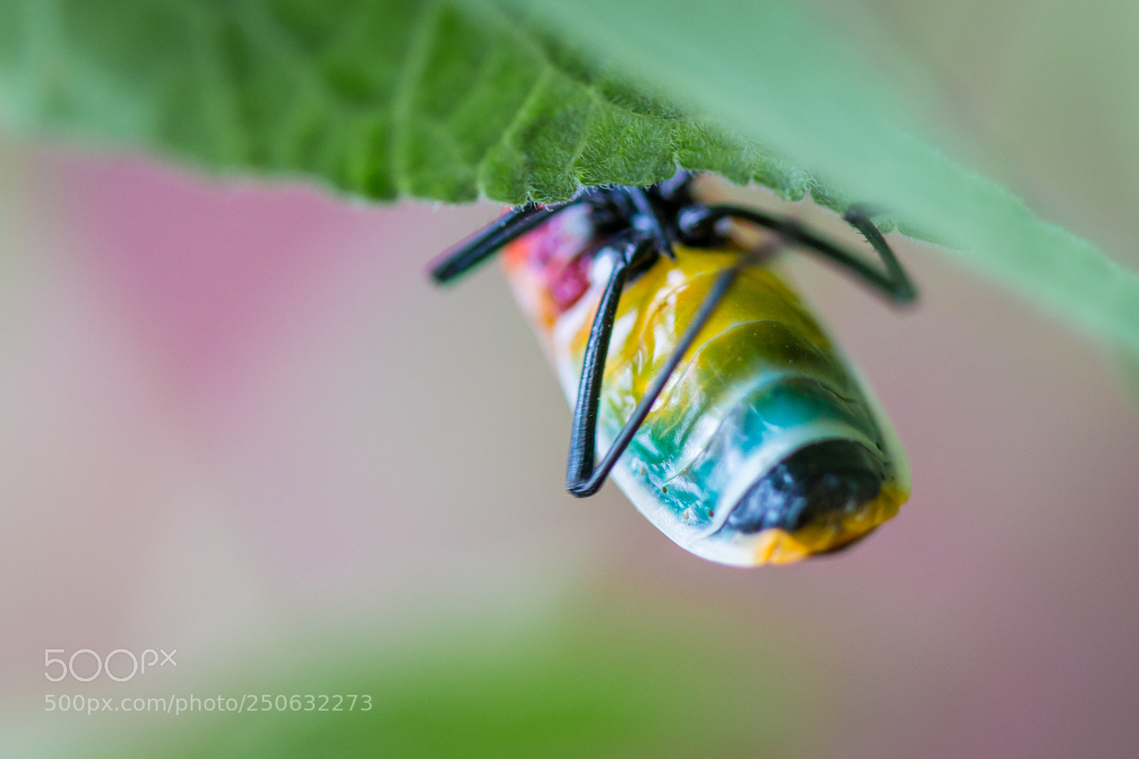 Canon EOS 70D sample photo. Harlequin bug photography