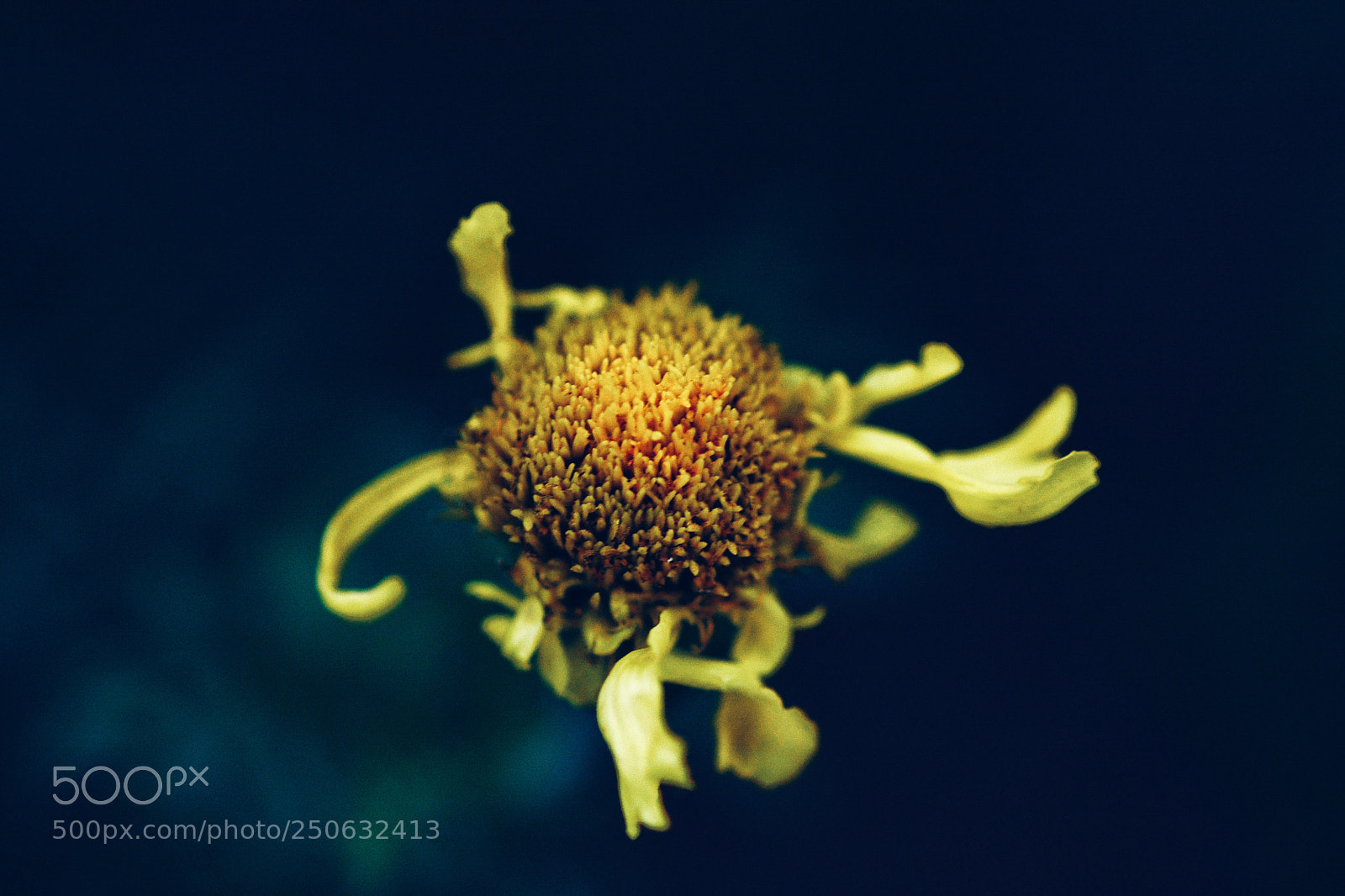 Nikon D7100 sample photo. Untitled photography