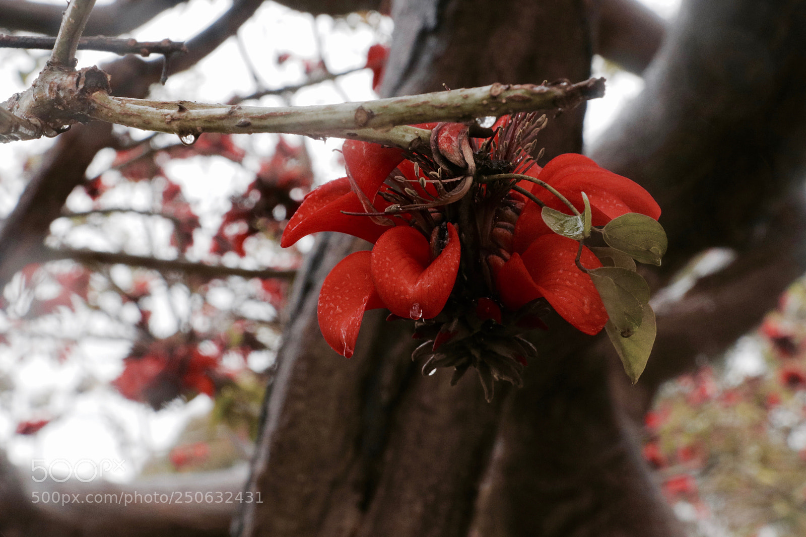 Canon EOS 80D sample photo. A wink photography