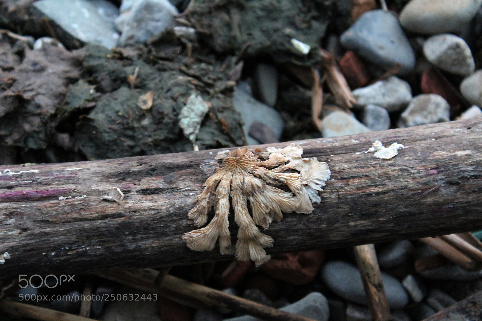 Canon EOS 1200D (EOS Rebel T5 / EOS Kiss X70 / EOS Hi) sample photo. Lichen photography