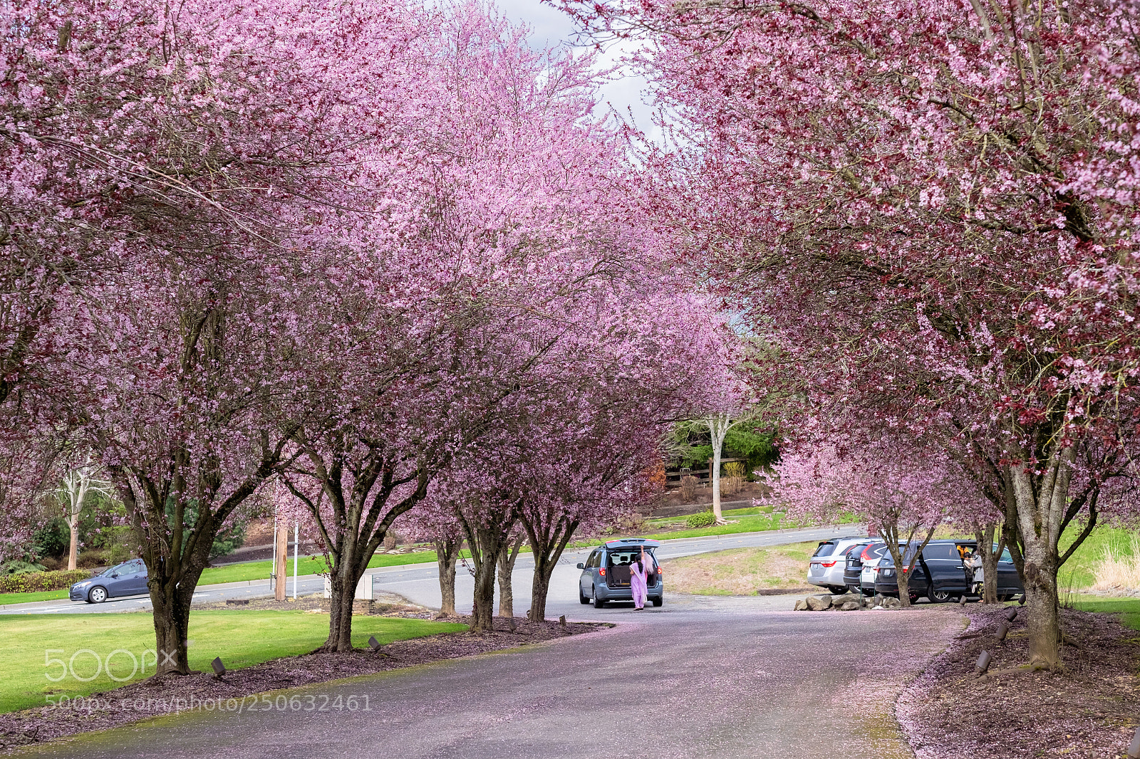 Fujifilm X-T1 sample photo. Cherry blossom photography