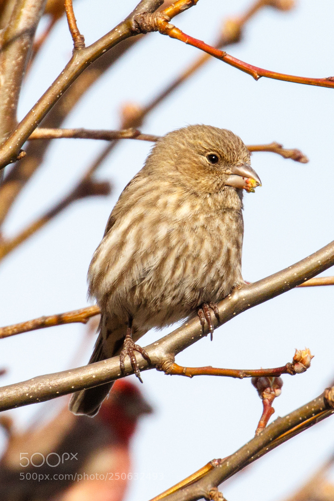 Canon EOS 7D Mark II sample photo. Tasty berry / finch photography