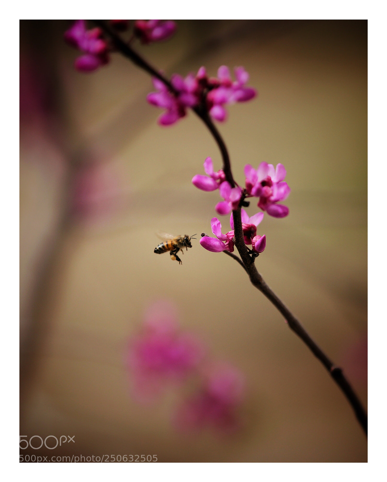 Canon EOS 550D (EOS Rebel T2i / EOS Kiss X4) sample photo. Honeybee & flower photography