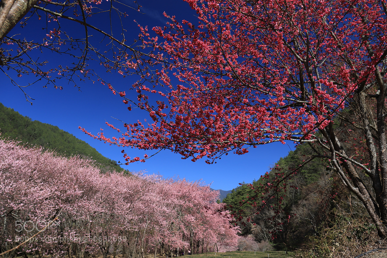 Canon EF 24-70mm F4L IS USM sample photo. Cherry blossoms photography