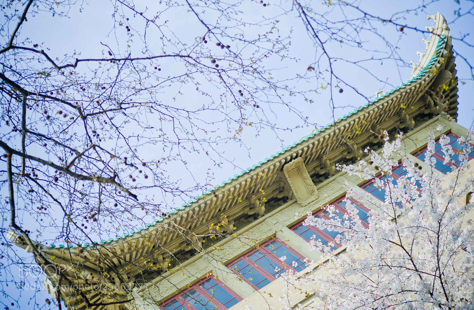 Nikon D700 sample photo. Cherry blossom photography