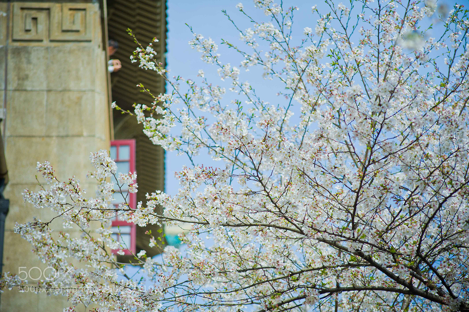 Nikon D700 sample photo. Cherry blossom photography