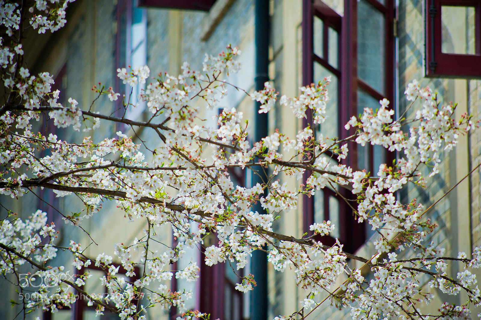 Nikon D700 sample photo. Cherry blossom photography