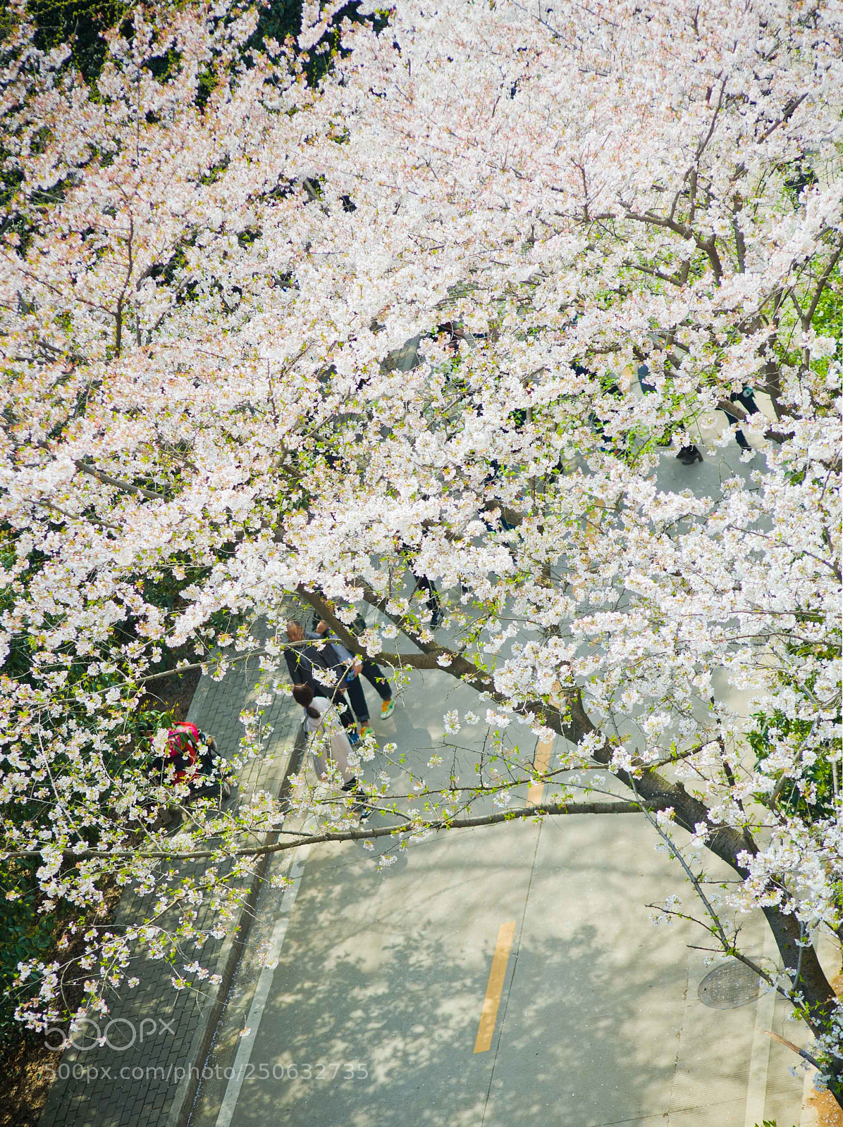 Nikon D700 sample photo. Cherry blossom photography