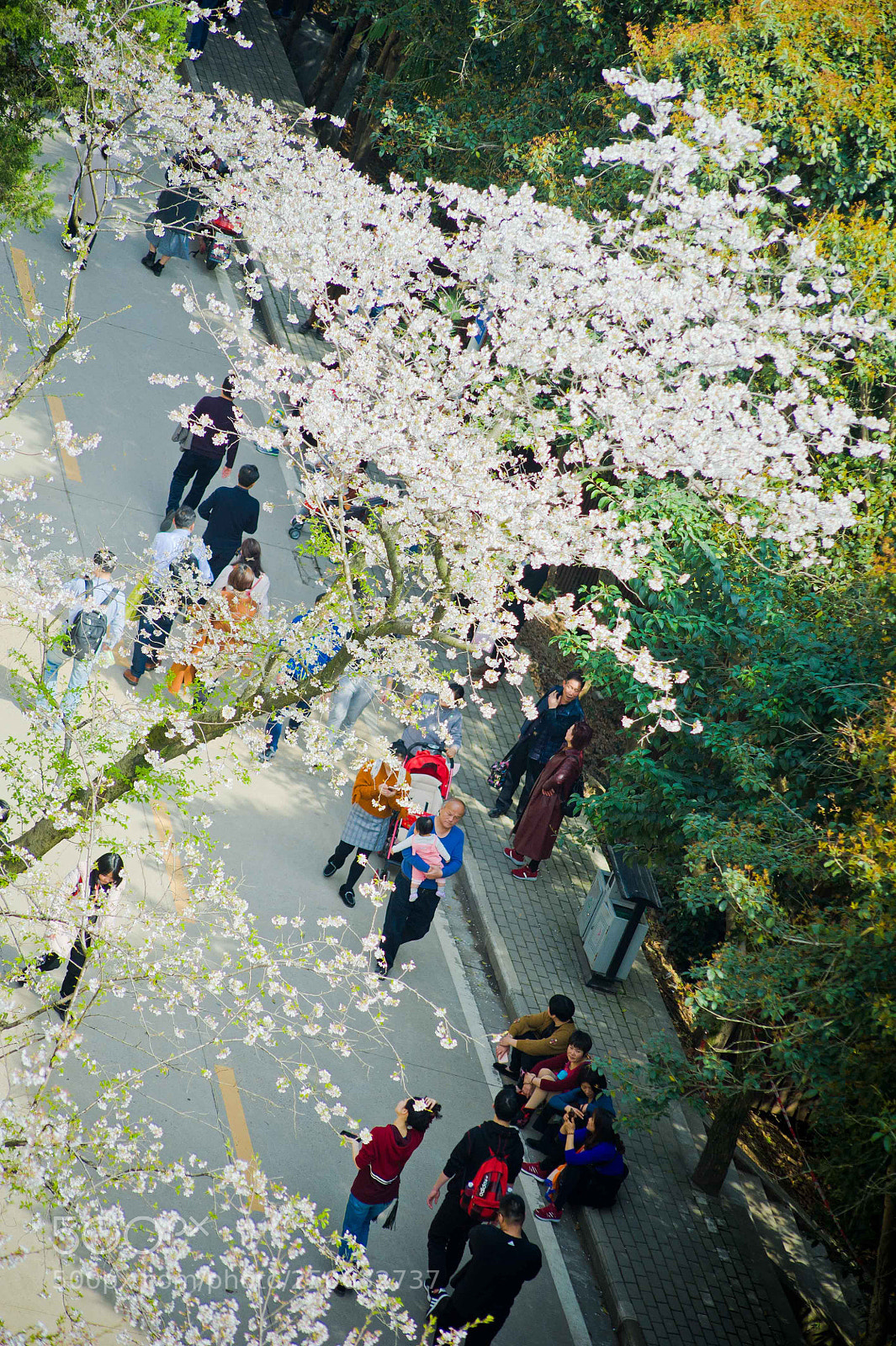 Nikon D700 sample photo. Cherry blossom photography