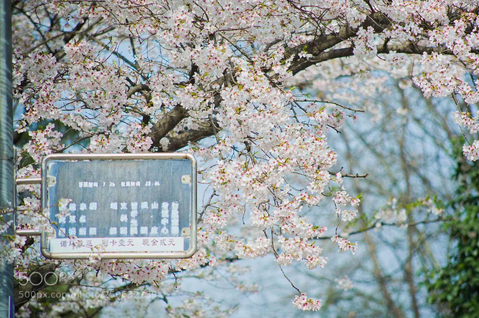 Nikon D700 sample photo. Cherry blossom photography
