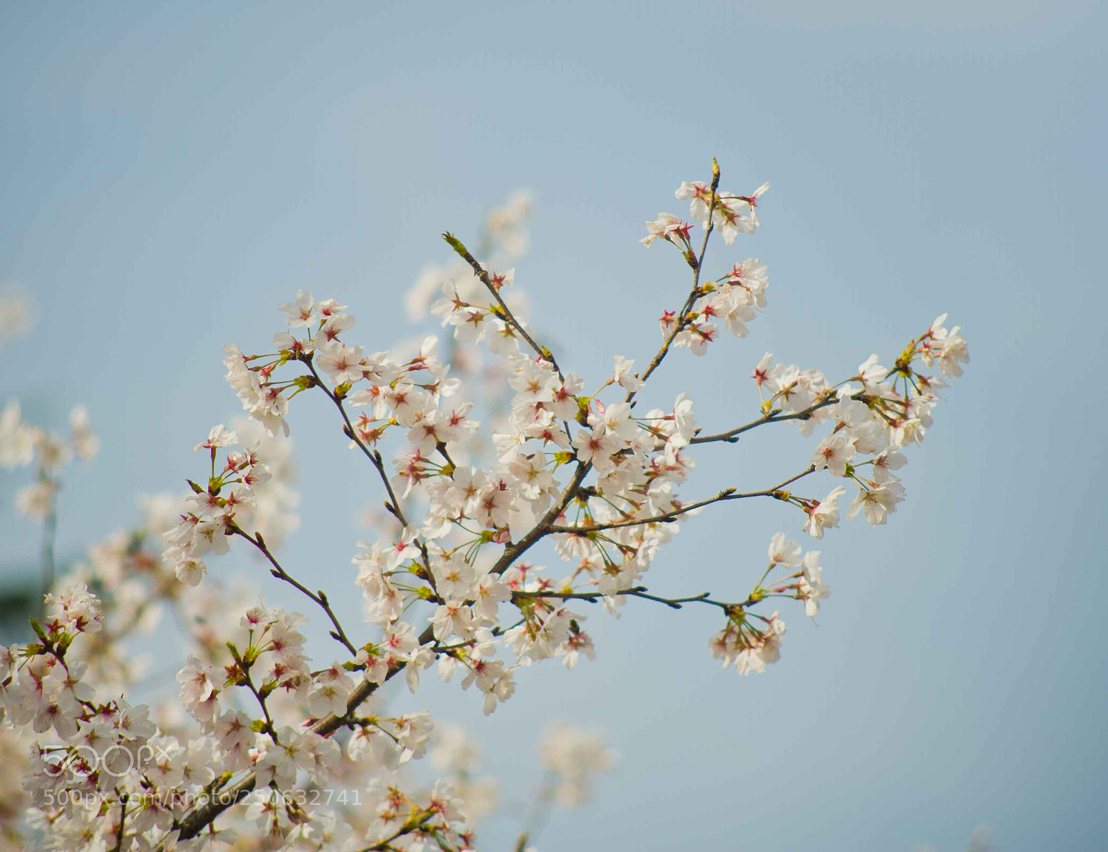 Nikon D700 sample photo. Cherry blossom photography