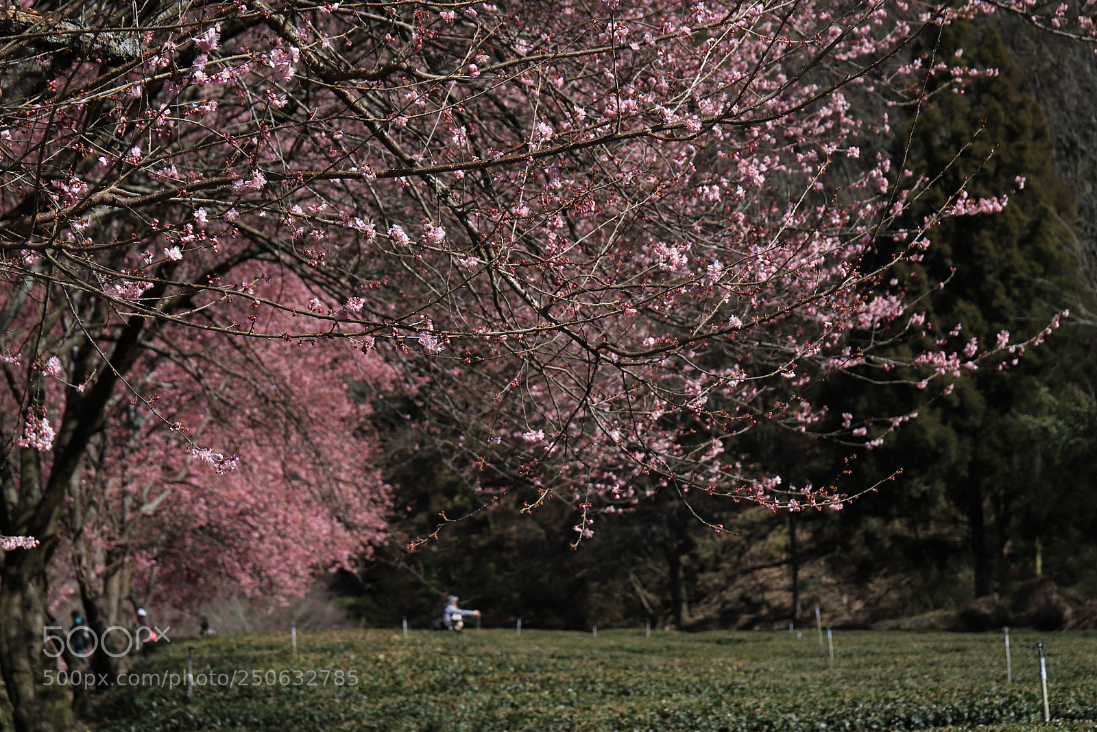 Canon EF 24-70mm F4L IS USM sample photo. Cherry blossoms photography