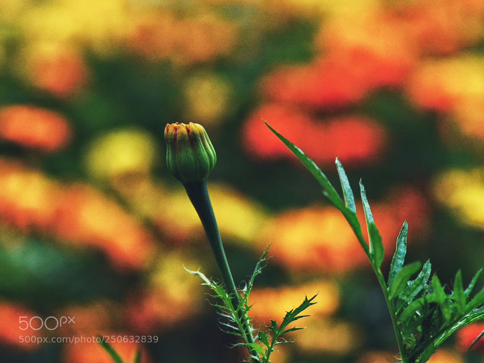 Nikon D7100 sample photo. Untitled photography