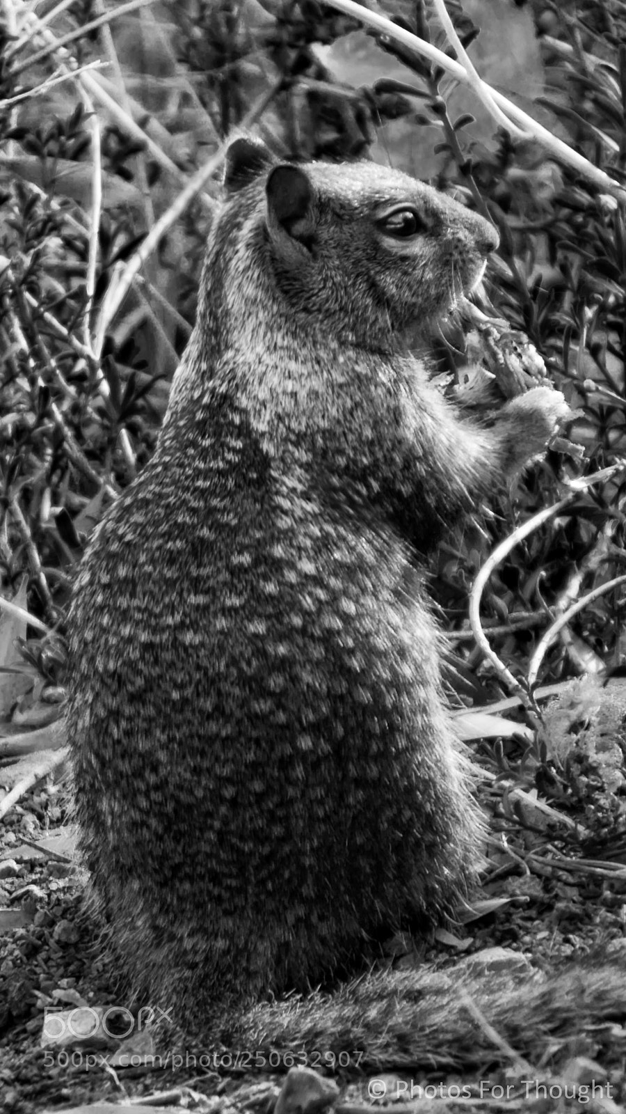 Sony Alpha NEX-5R sample photo. Squirrel photography