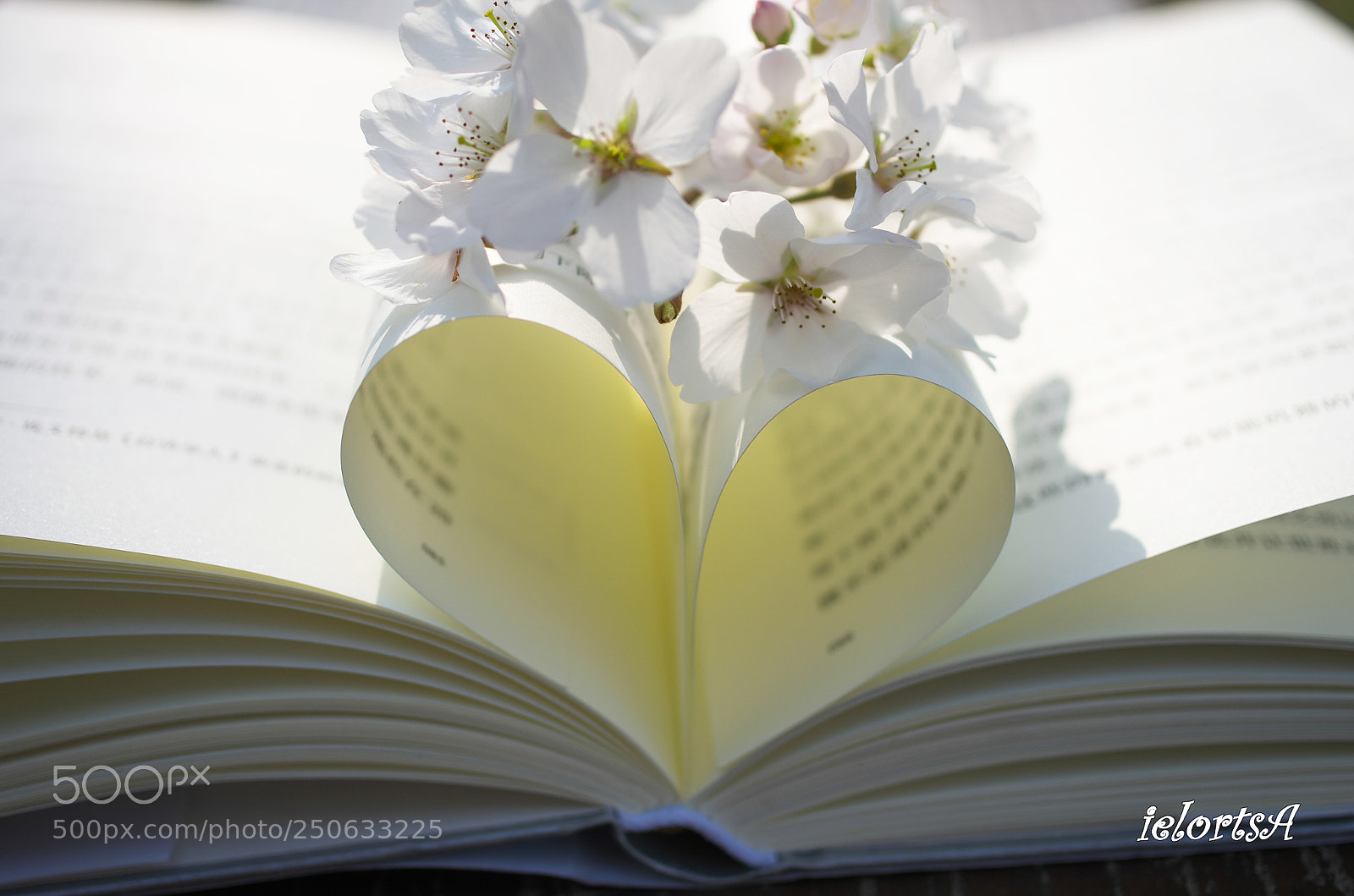 Pentax K-5 sample photo. Sunshine photography