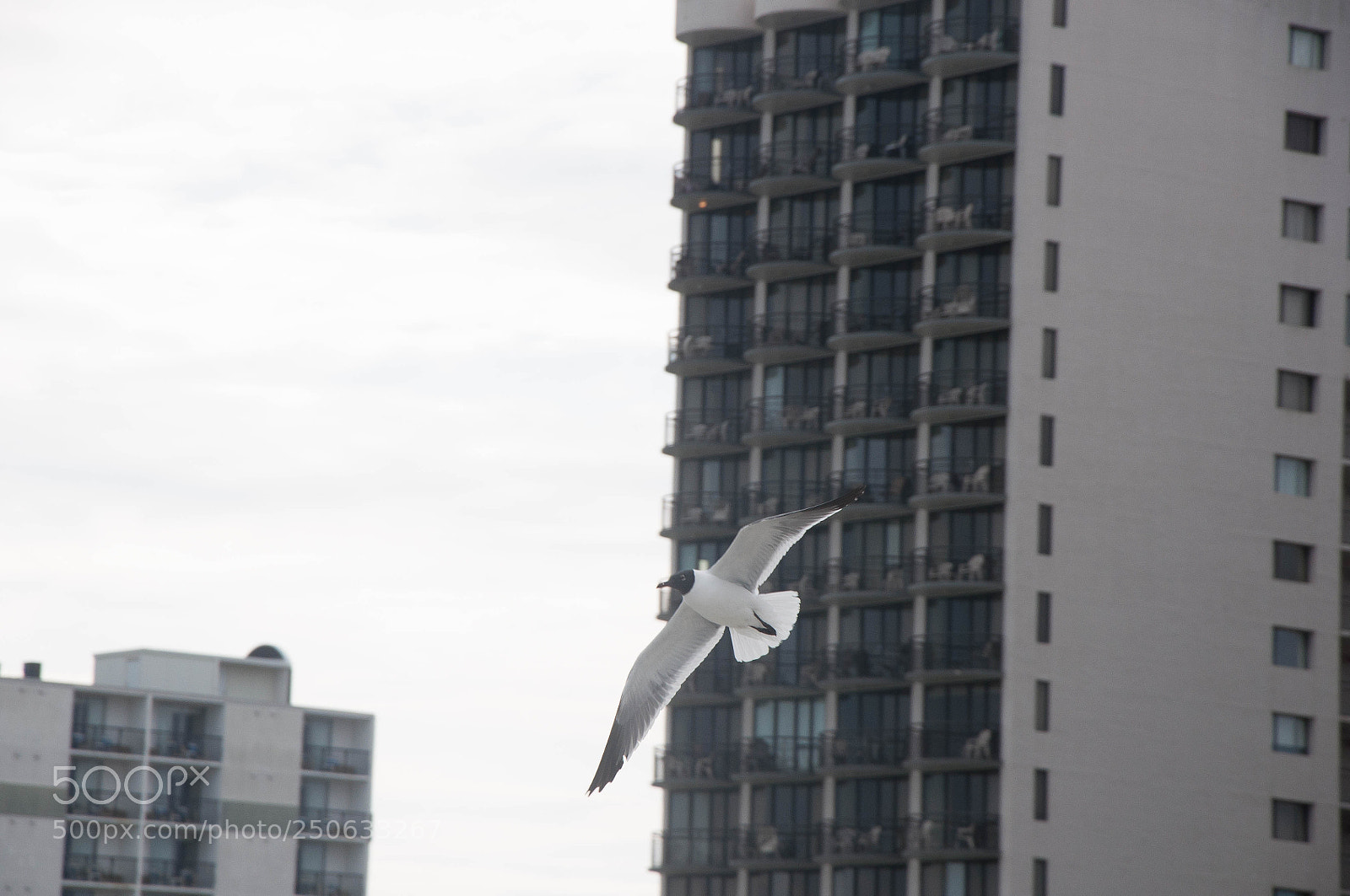 Nikon D90 sample photo. Single osprey photography