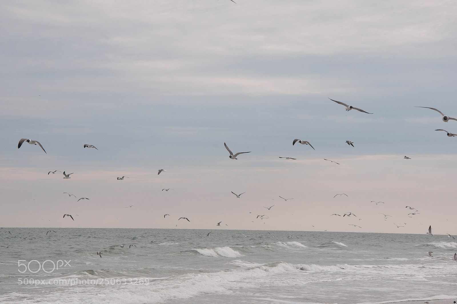Nikon D90 sample photo. Osprey photography