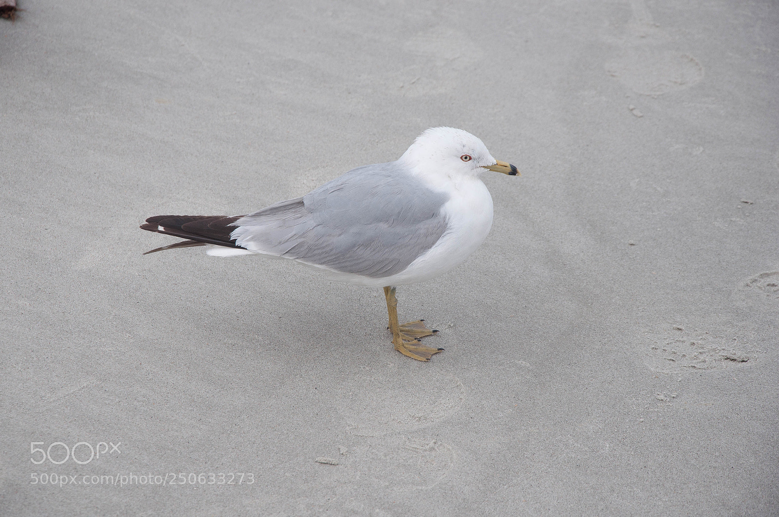 Nikon D90 sample photo. Seagull photography