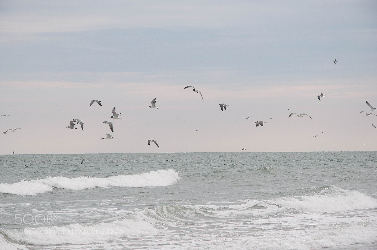 Nikon D90 sample photo. Osprey photography