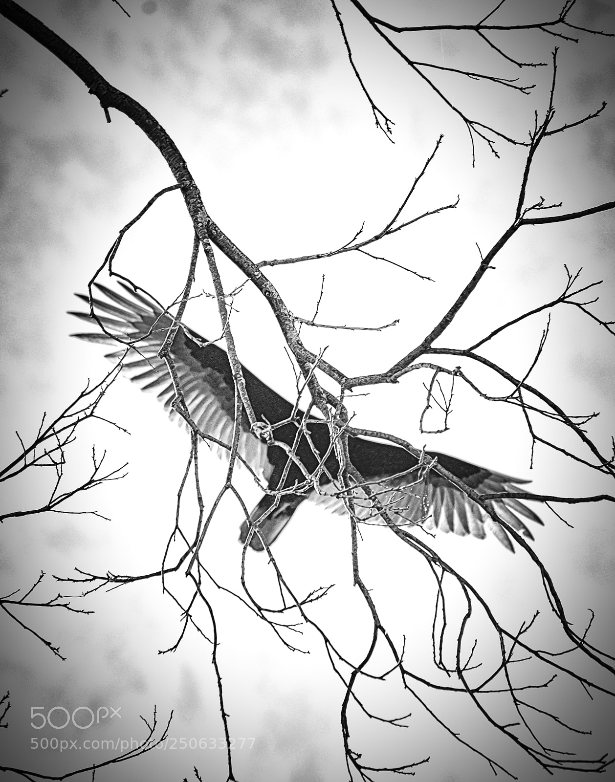 Nikon D5100 sample photo. Hidden flight photography