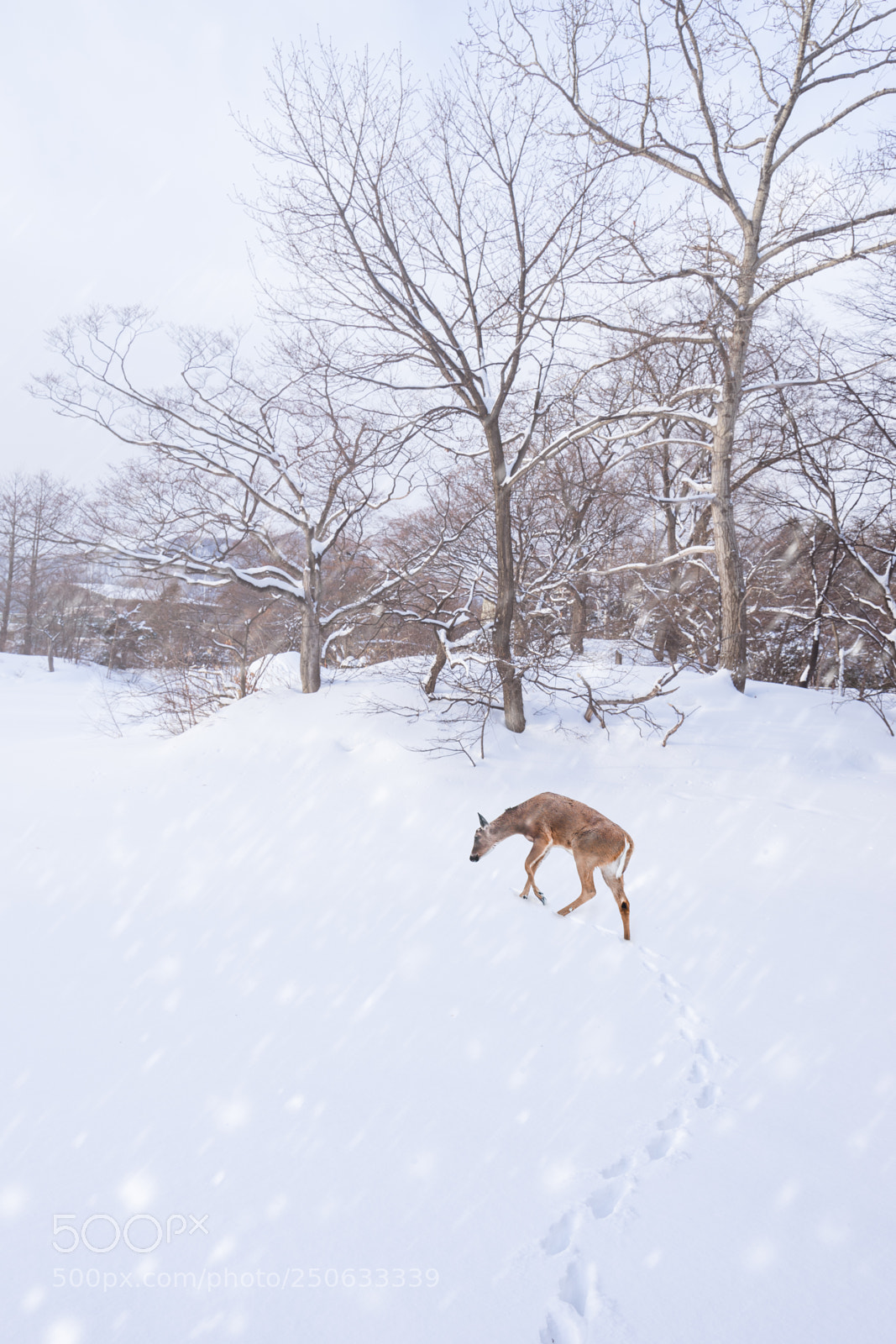 Sony a7 II sample photo. 180129untitled-923-編輯.jpg photography
