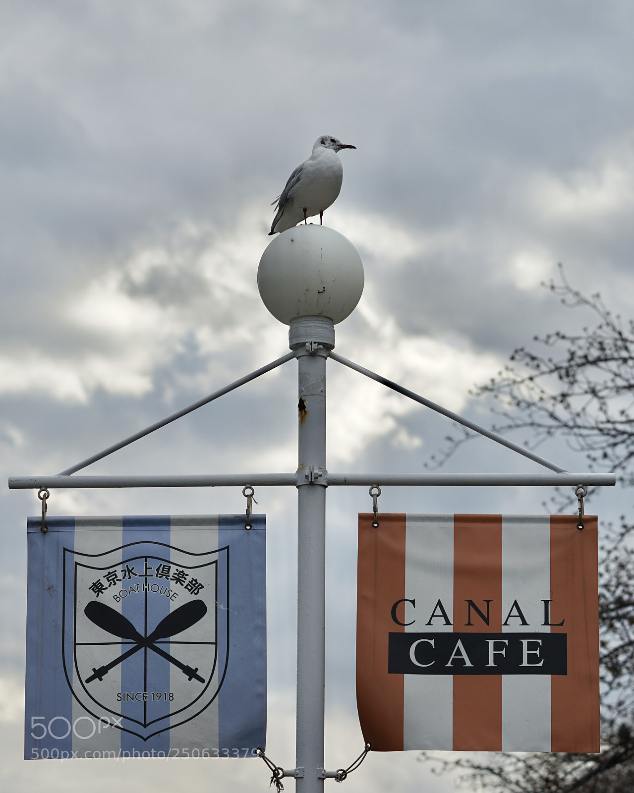Sony a7 II sample photo. I'm jonathan livingston. photography