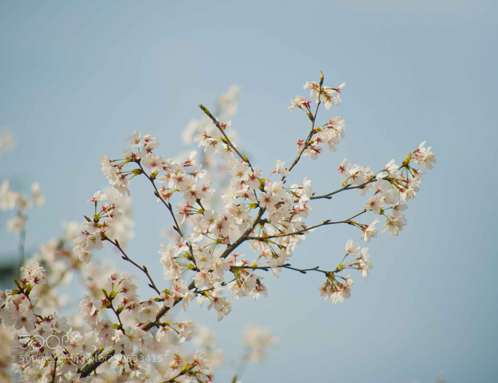 Nikon D700 sample photo. Cherry blossom photography